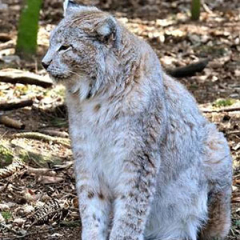 Especies o tipos de linces