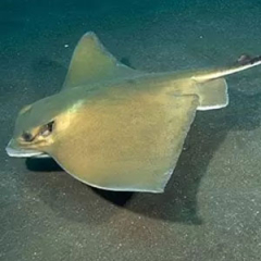 Especies o tipos de mantarrayas