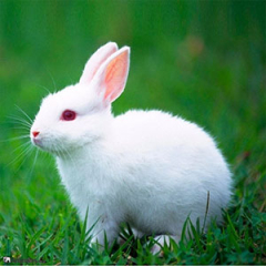 Especies o tipos de conejos