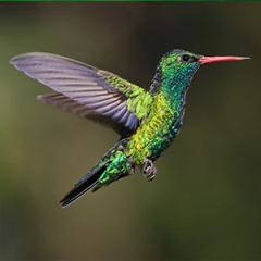 Especies o tipos de colibríes