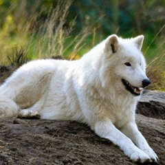 Especies o tipos de lobos