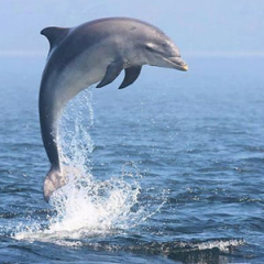 Especies o tipos de delfines