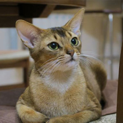 Especies y tipos de gatos