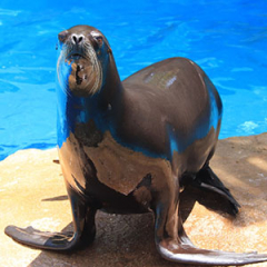 Especies o tipos de leones marinos
