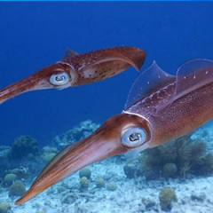Especies o tipos de calamares