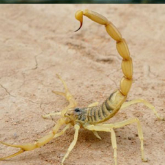 Especies o tipos de escorpión