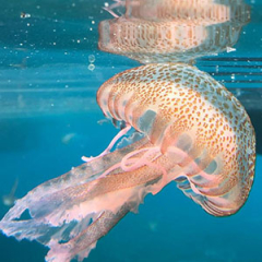 Especies o tipos de medusas