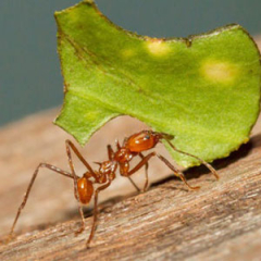 Especies o tipos de hormigas