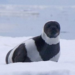 Especies o tipos de focas