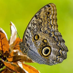 Especies o tipos de mariposas