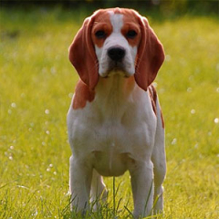 Tipos o razas de perro