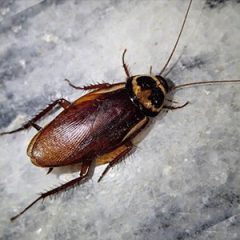 Especies o tipos de cucarachas