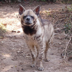 Especies o tipos de hienas