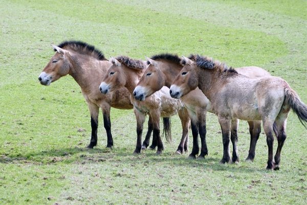 Caballos de Przewalski