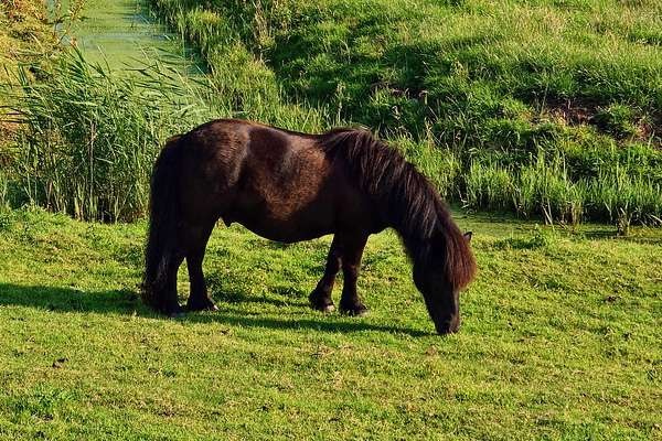 Poni de Shetland