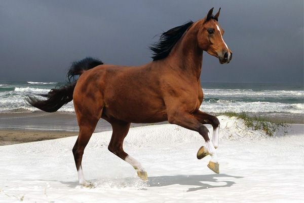 Caballo mustang
