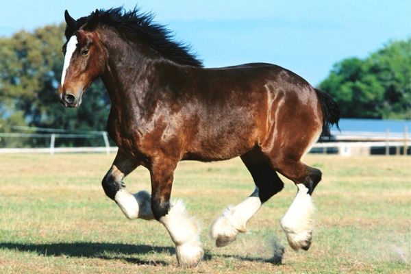 Caballo Shire