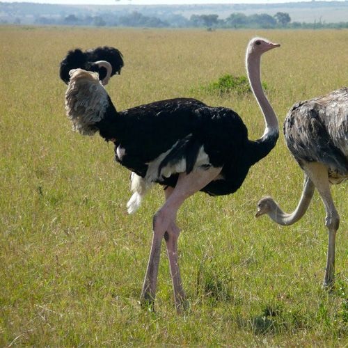 Avestruz Masai