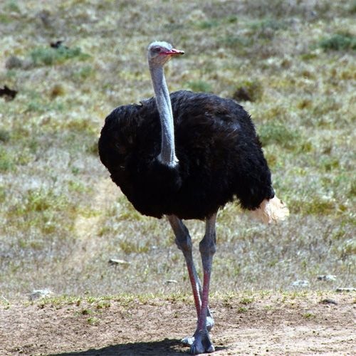 Especie de avestruz de cuello azul