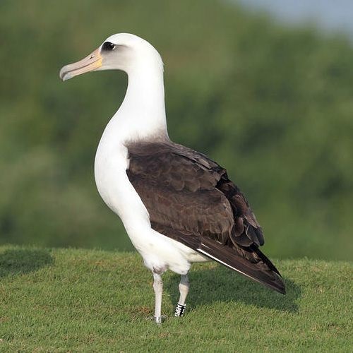 Especie de albatro de Laysan