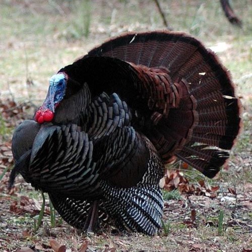 Pavo silvestre común