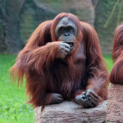 Especie de orangután Pongo pygmaeus