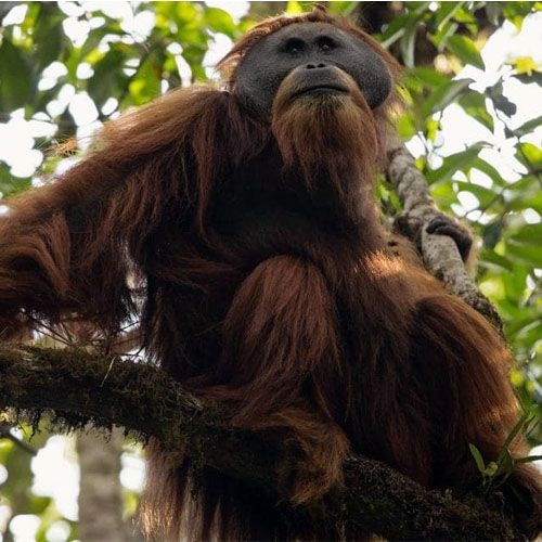 Tipo de orangután pongo tapanuliensis