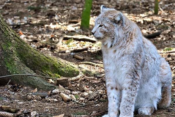 Tipo de lince canadiense