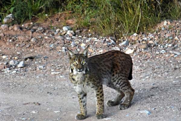 Lince boreal