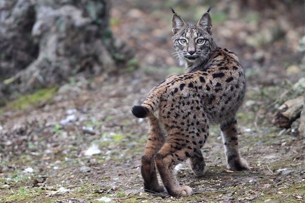 Lince ibérico