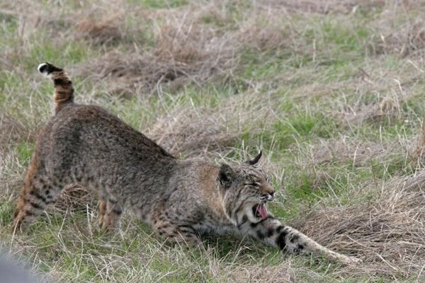 Especie de lince rojo