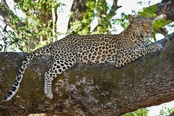 Especie de leopardo africano