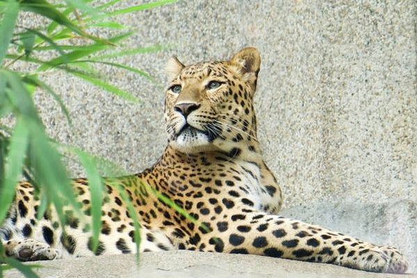 Leopardo de Amur