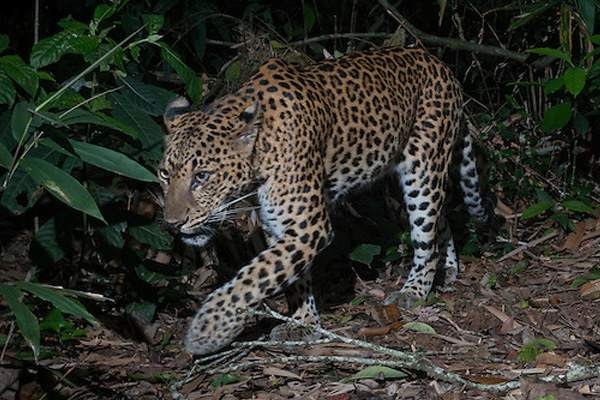 Tipo de leopardo de Indochina