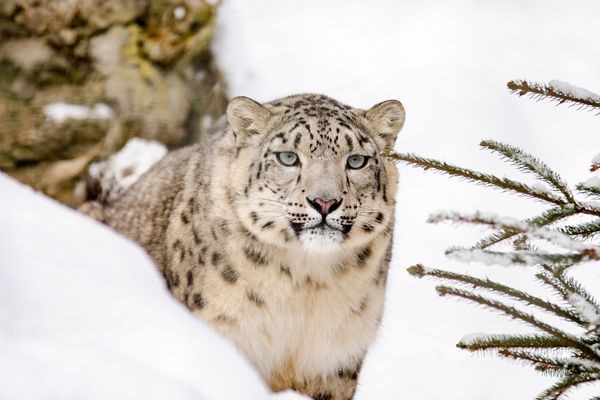 Leopardo del Caucaso
