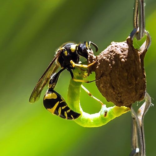 Avispa alfarera