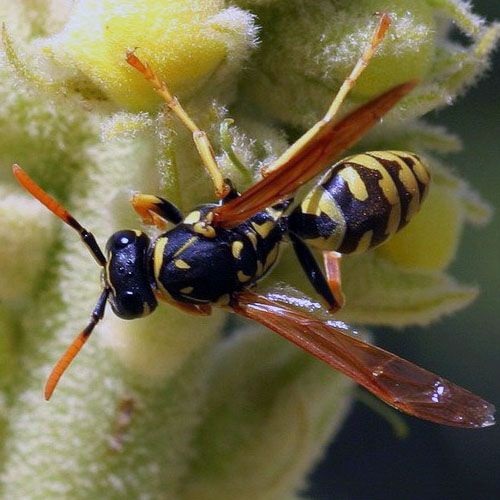 Especie de avispa sajona