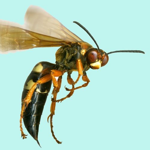 Avispa australiana