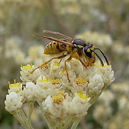 Avispa de chaqueta amarilla