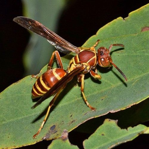 Avispa roja