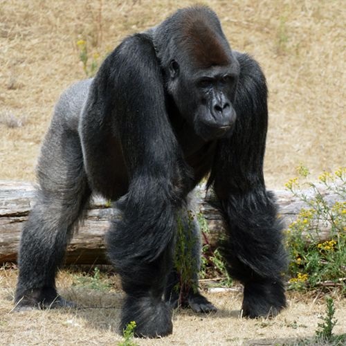 Gorilla gorilla