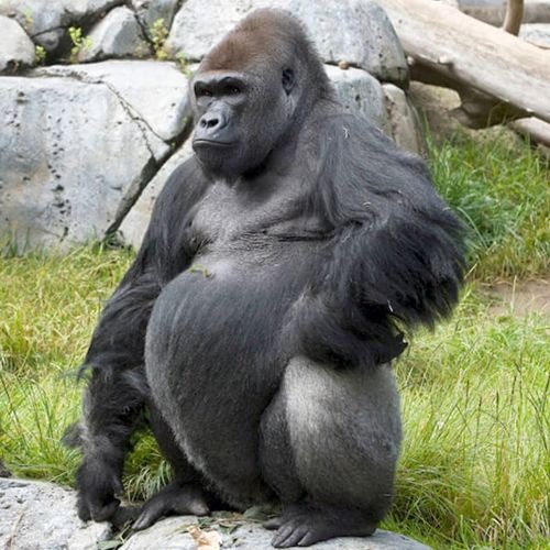 Especie de Gorila