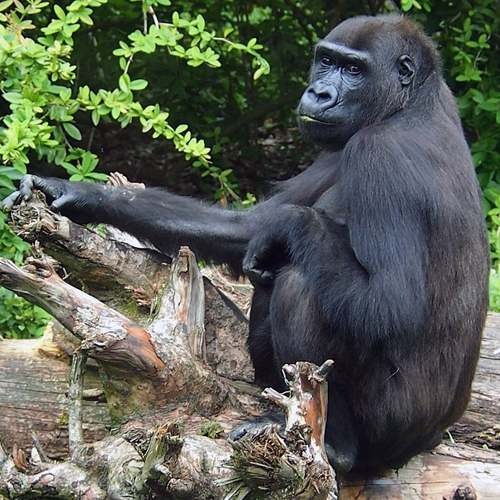 Gorilla gorilla diehli