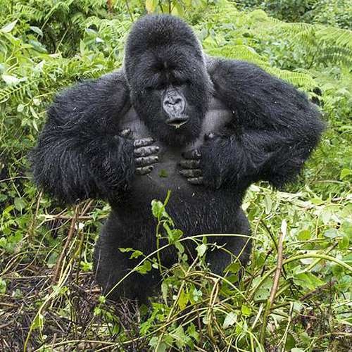 Gorilla beringei
