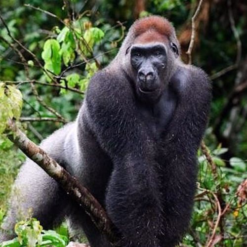 Tipo de gorilla beringei