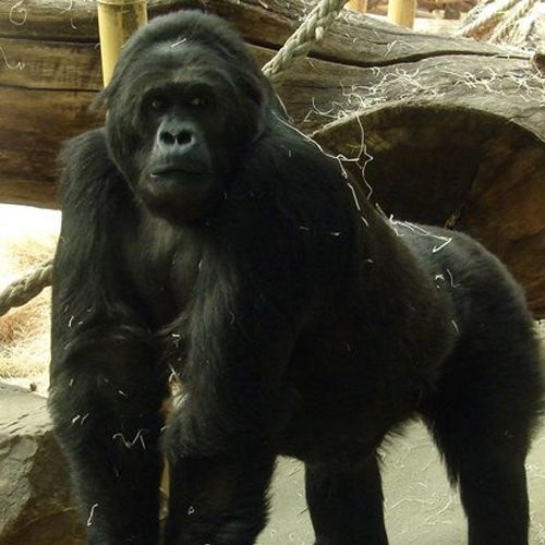 Gorilla beringei graueri