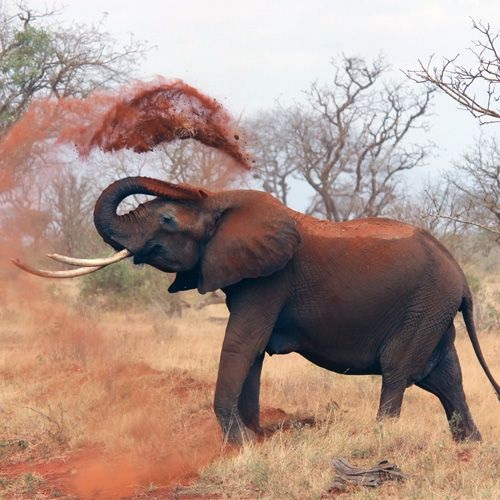 Loxodonta africana