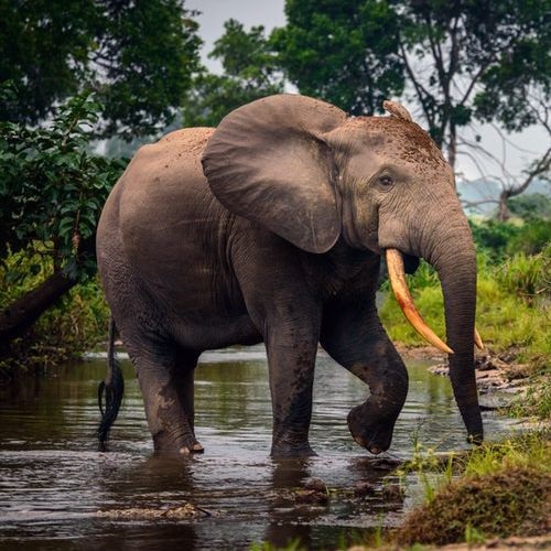Loxodonta cyclotis