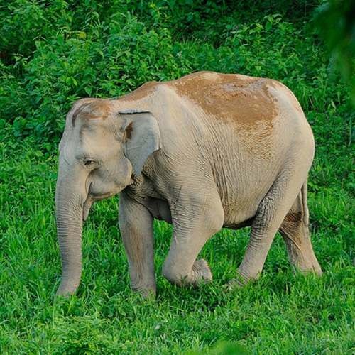 Elephas maximus