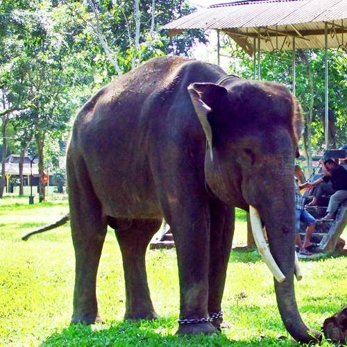 Especie de elefante asiático. Elephas maximus sumatranus